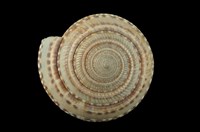 藏品(車輪螺)的圖片